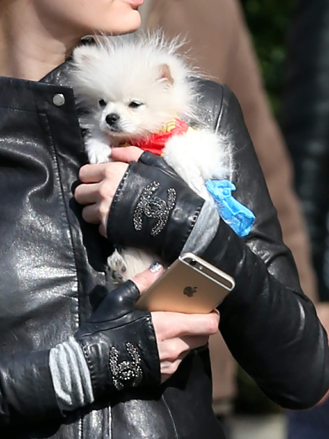 Paris Hilton seen with her dog waiting for a cab